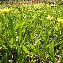 Pryskyřník plamének - Ranunculus flammula