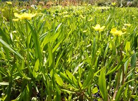 Pryskyřník plamének - Ranunculus flammula