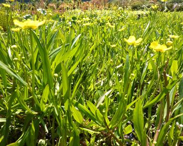 Pryskyřník plamének