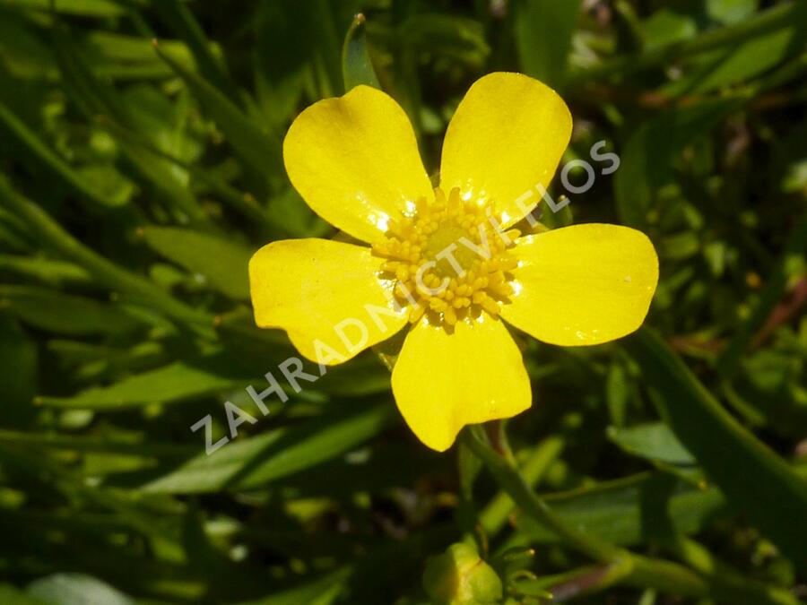 Pryskyřník plamének - Ranunculus flammula