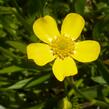 Pryskyřník plamének - Ranunculus flammula