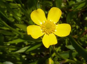Pryskyřník plamének - Ranunculus flammula
