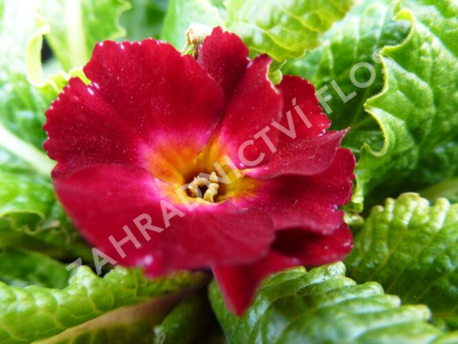 Prvosenka 'Wanda Dunkelrosa' - Primula 'Wanda Dunkelrosa'