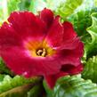 Prvosenka 'Wanda Dunkelrosa' - Primula 'Wanda Dunkelrosa'