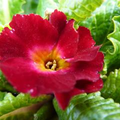 Prvosenka 'Wanda Dunkelrosa' - Primula 'Wanda Dunkelrosa'