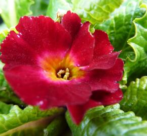 Prvosenka 'Wanda Dunkelrosa'