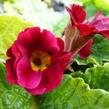 Prvosenka 'Wanda Dunkelrosa' - Primula 'Wanda Dunkelrosa'