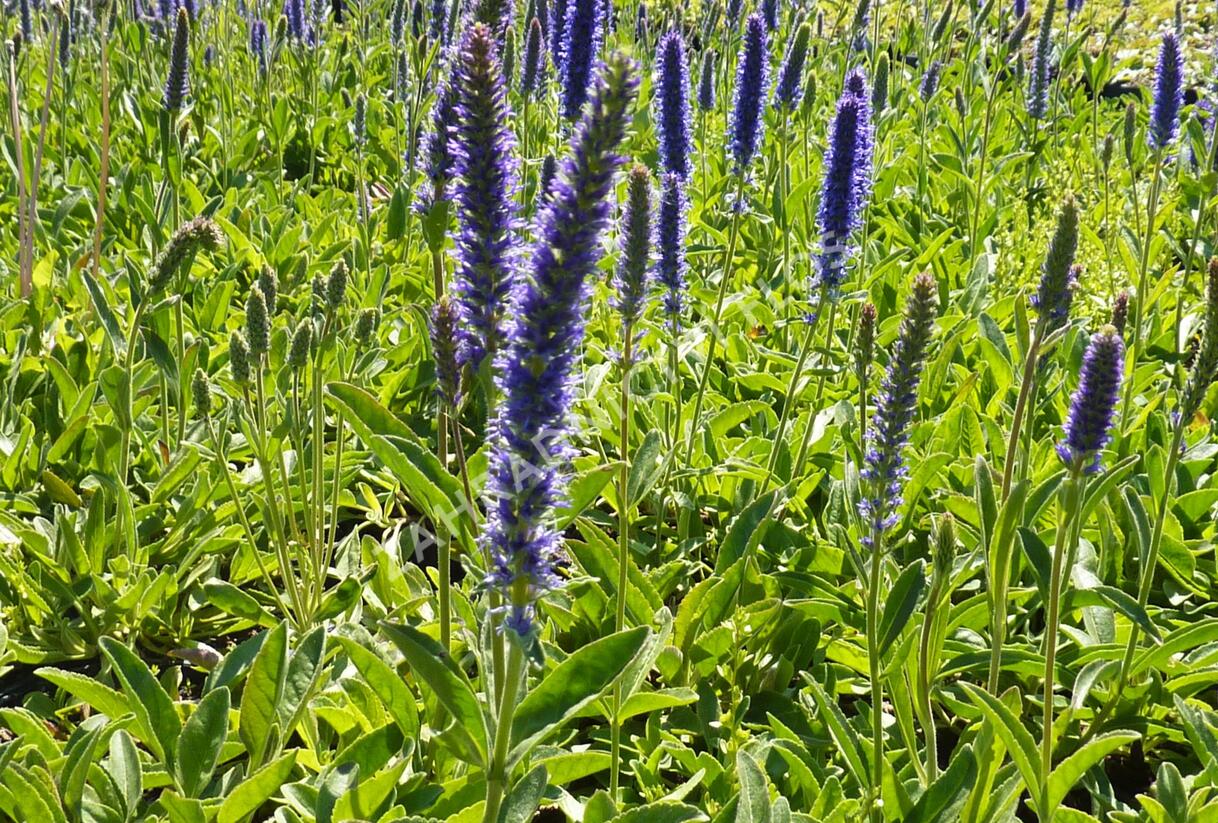 Rozrazil klasnatý - Veronica porphyriana