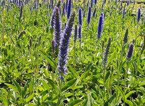 Rozrazil klasnatý - Veronica porphyriana