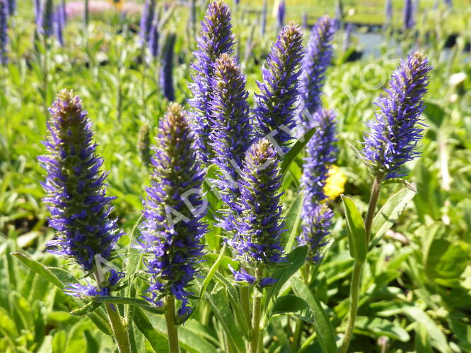 Rozrazil klasnatý - Veronica porphyriana