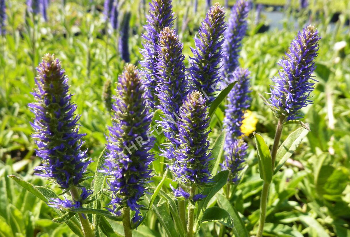 Rozrazil klasnatý - Veronica porphyriana