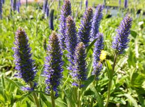 Rozrazil klasnatý - Veronica porphyriana