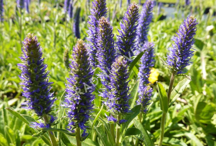 Rozrazil klasnatý - Veronica porphyriana