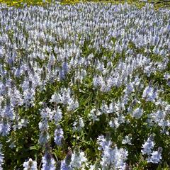 Rozrazil rozprostřený - Veronica prostrata