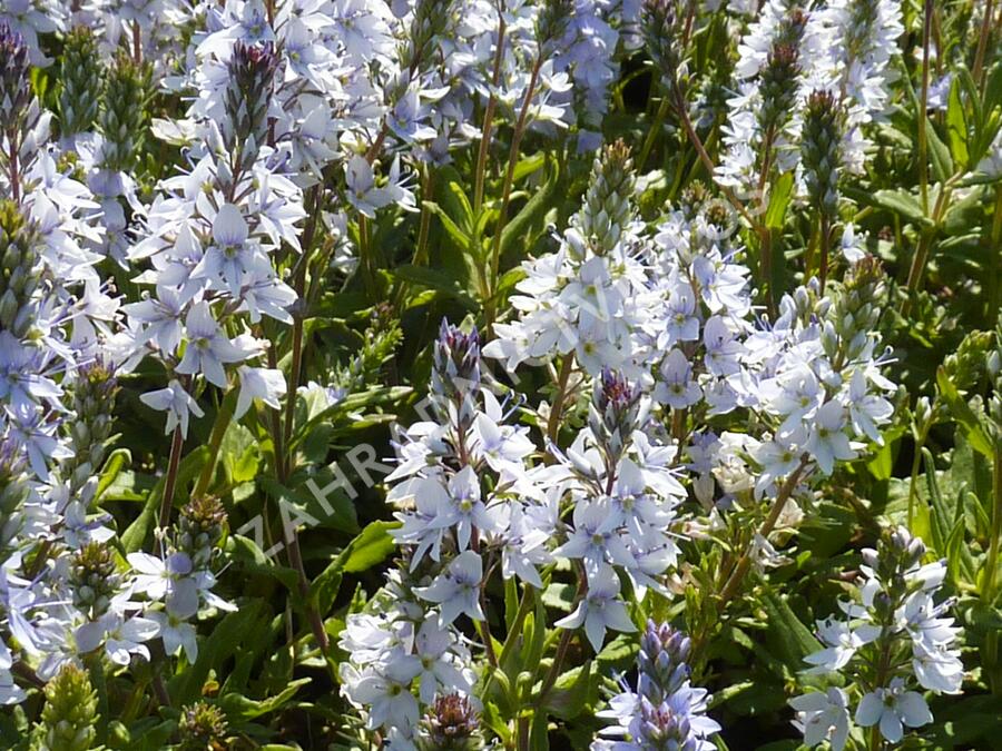 Rozrazil rozprostřený - Veronica prostrata