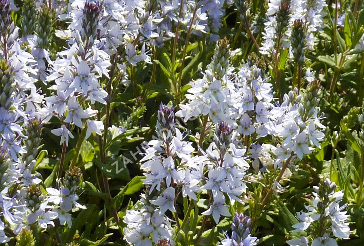 Rozrazil rozprostřený - Veronica prostrata