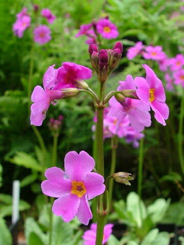 Prvosenka - Primula poissonii