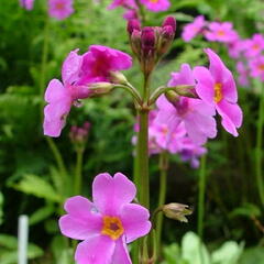 Prvosenka - Primula poissonii