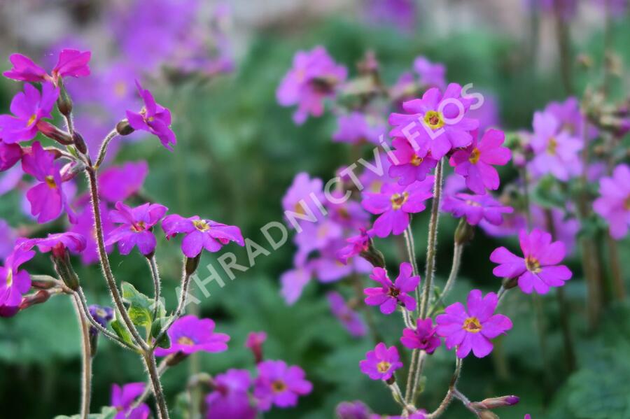 Prvosenka - Primula polyneura