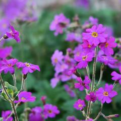 Prvosenka - Primula polyneura