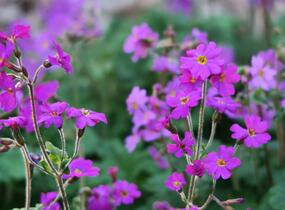 Prvosenka - Primula polyneura