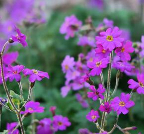 Prvosenka - Primula polyneura