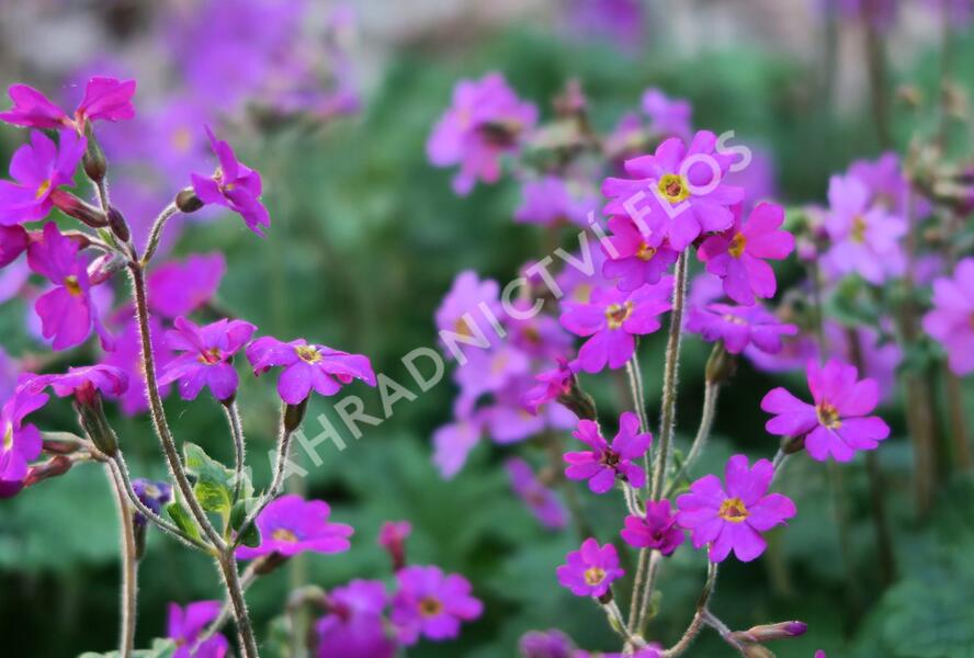 Prvosenka - Primula polyneura