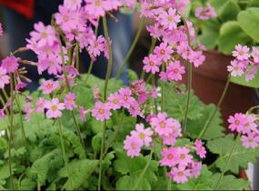 Prvosenka - Primula polyneura