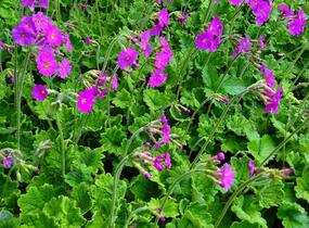 Prvosenka - Primula polyneura