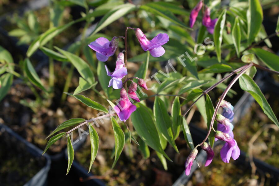 Hrachor jarní - Lathyrus vernus