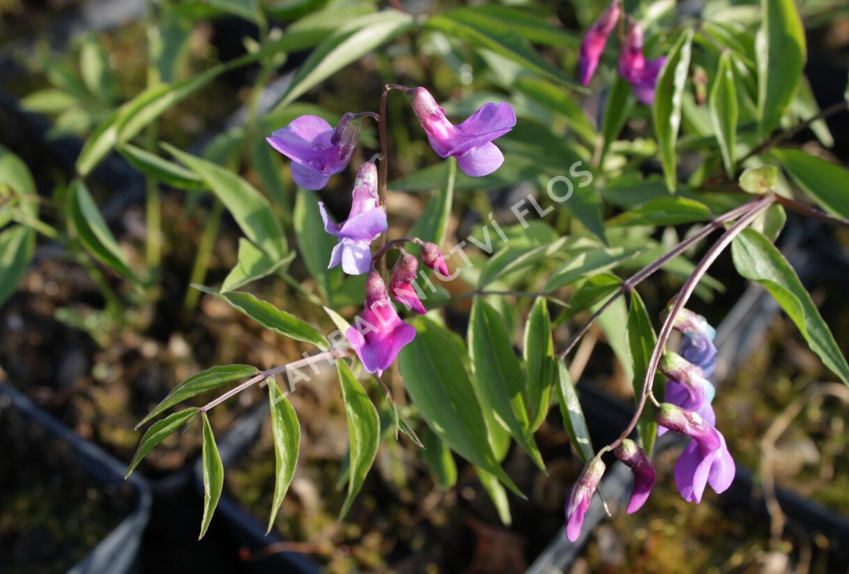 Hrachor jarní - Lathyrus vernus
