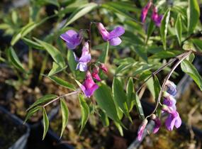 Hrachor jarní - Lathyrus vernus