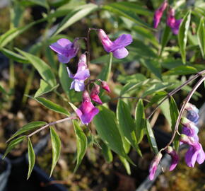 Hrachor jarní - Lathyrus vernus