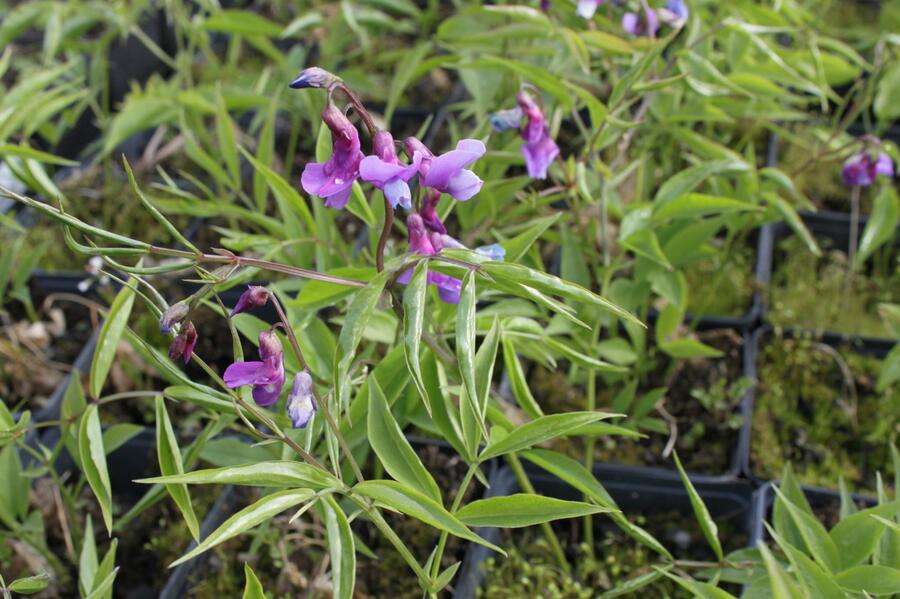 Hrachor jarní - Lathyrus vernus