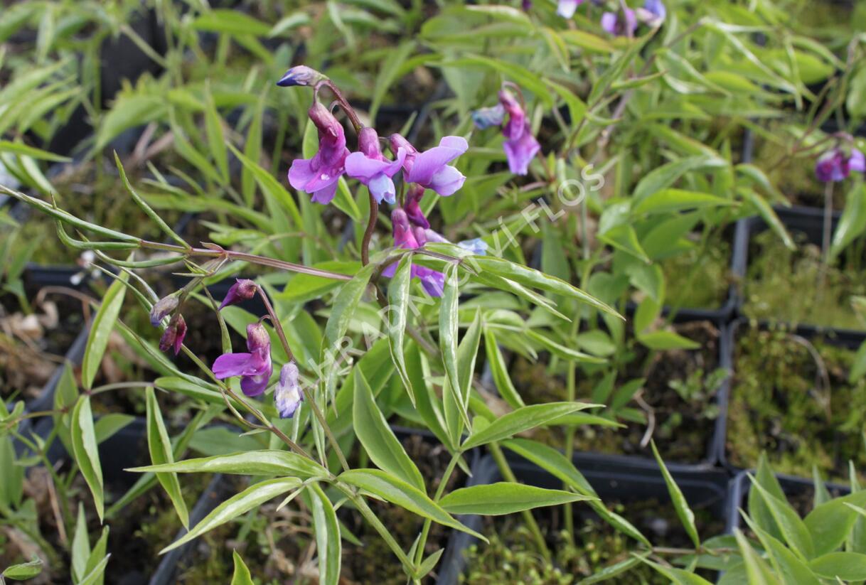 Hrachor jarní - Lathyrus vernus