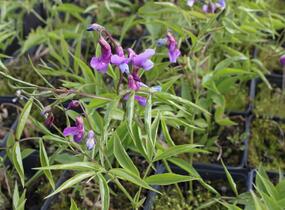 Hrachor jarní - Lathyrus vernus