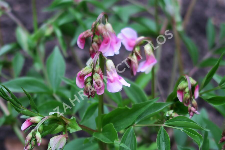 Hrachor jarní - Lathyrus vernus