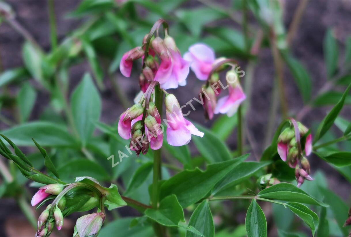 Hrachor jarní - Lathyrus vernus