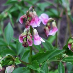 Hrachor jarní - Lathyrus vernus
