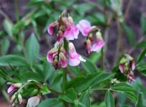 Hrachor jarní - Lathyrus vernus