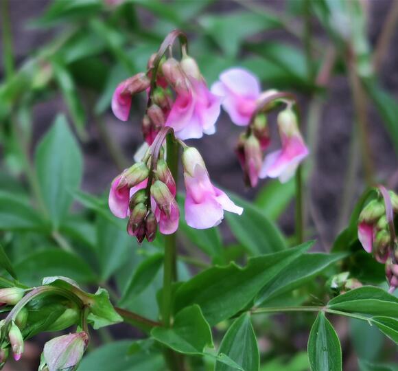 Plejonka Pleione tongariro Zahradnictví FLOS