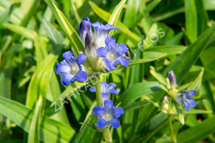 Hořec dahurský - Gentiana dahurica