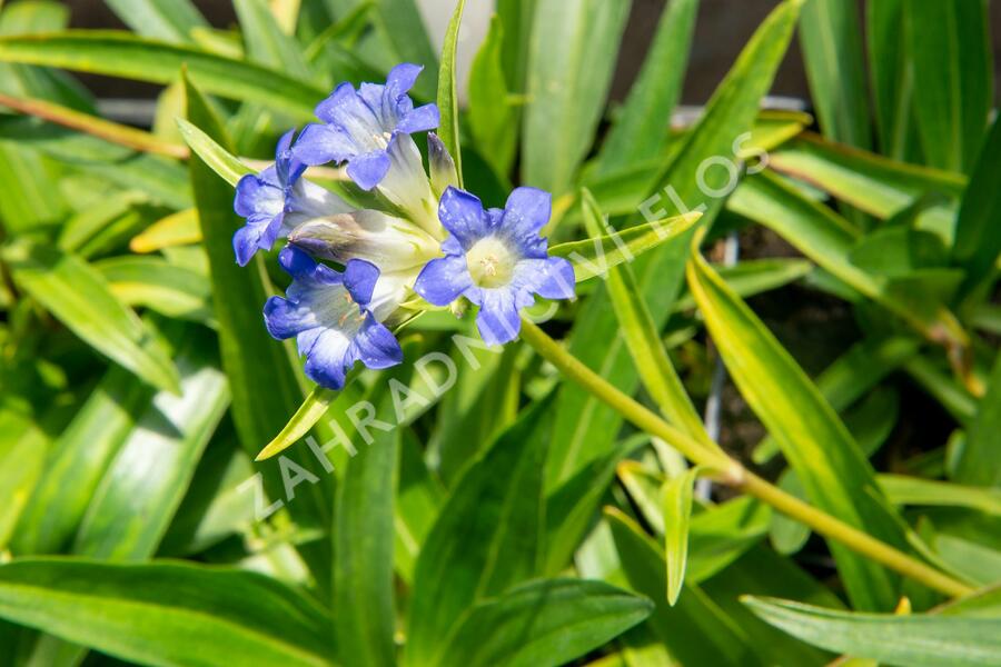 Hořec dahurský - Gentiana dahurica