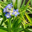 Hořec dahurský - Gentiana dahurica