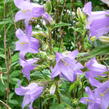 Zvonek kopřivolistý - Campanula trachelium