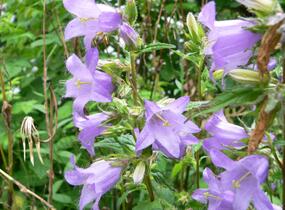 Zvonek kopřivolistý - Campanula trachelium