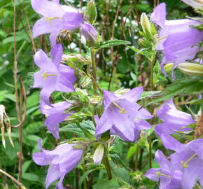 Zvonek kopřivolistý - Campanula trachelium