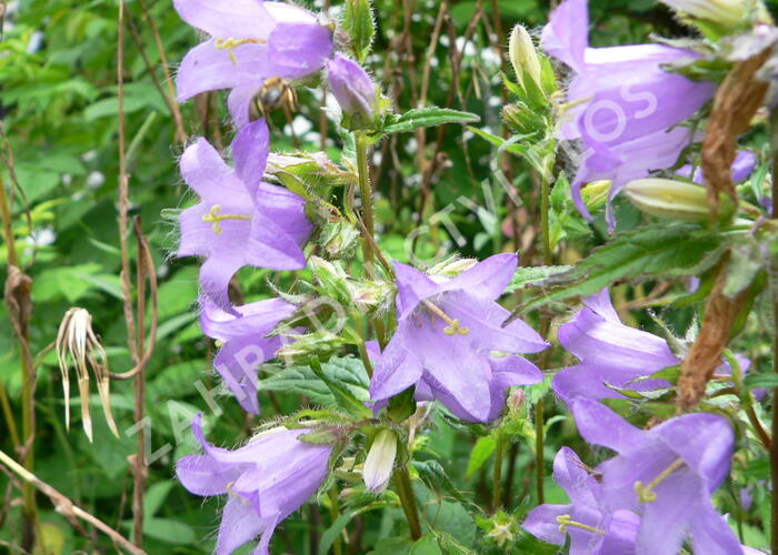 Zvonek kopřivolistý - Campanula trachelium
