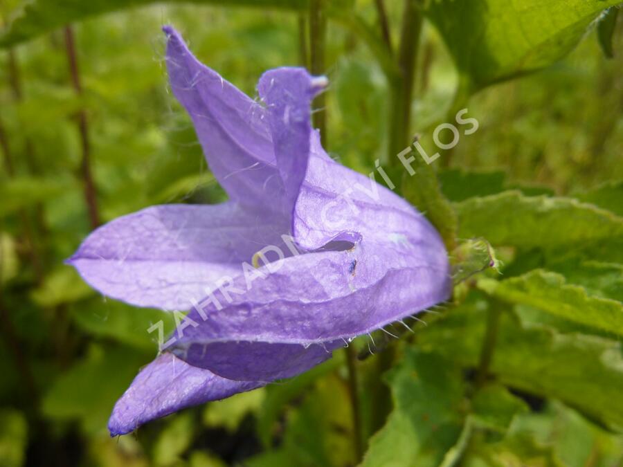 Zvonek kopřivolistý - Campanula trachelium