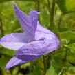 Zvonek kopřivolistý - Campanula trachelium